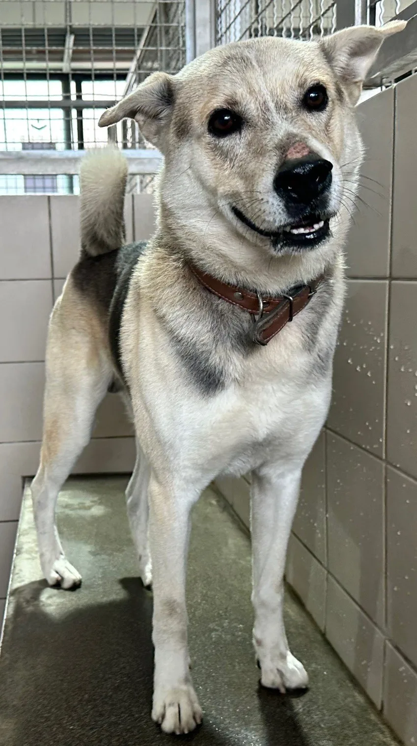 混種犬