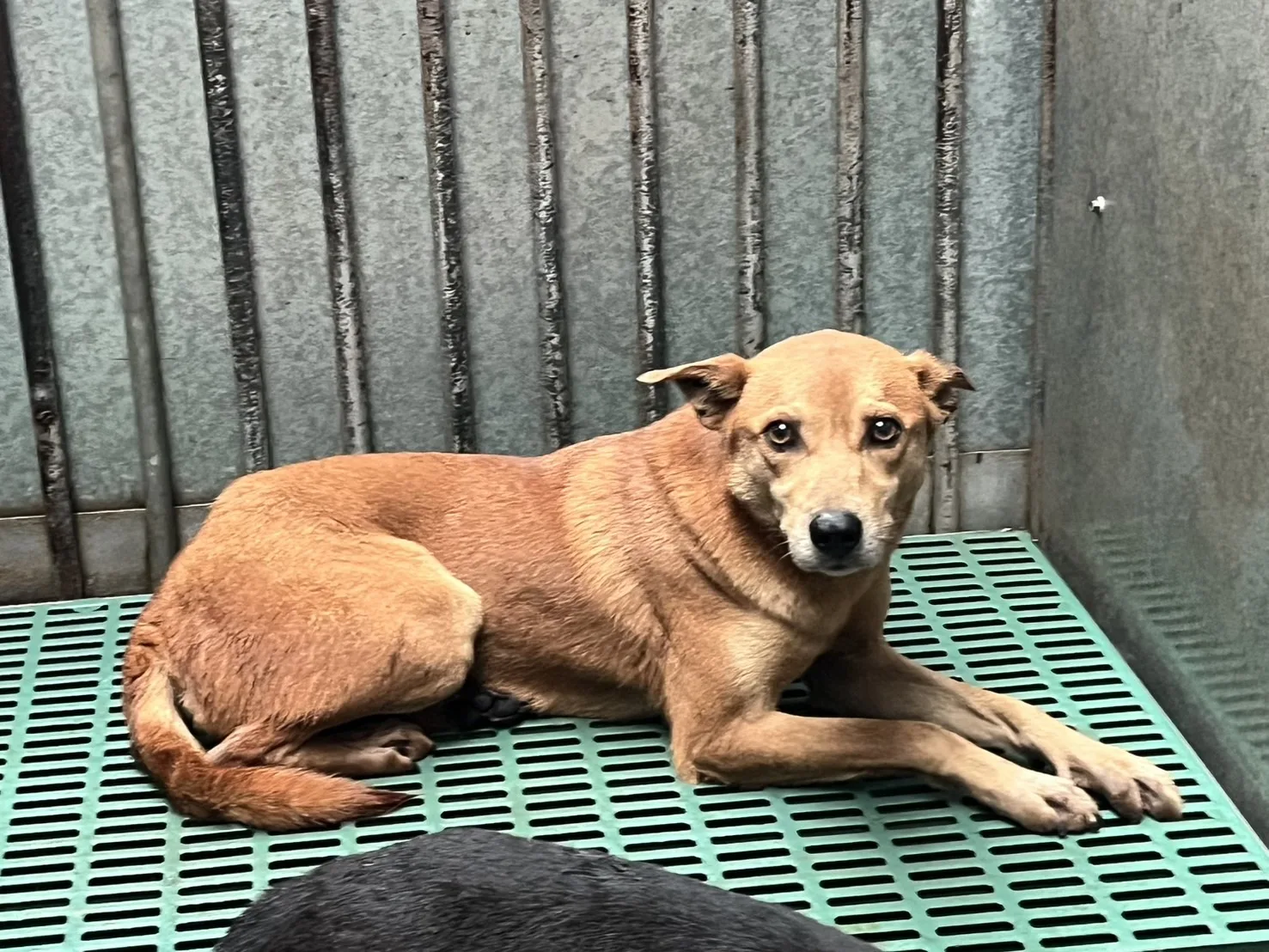 混種犬