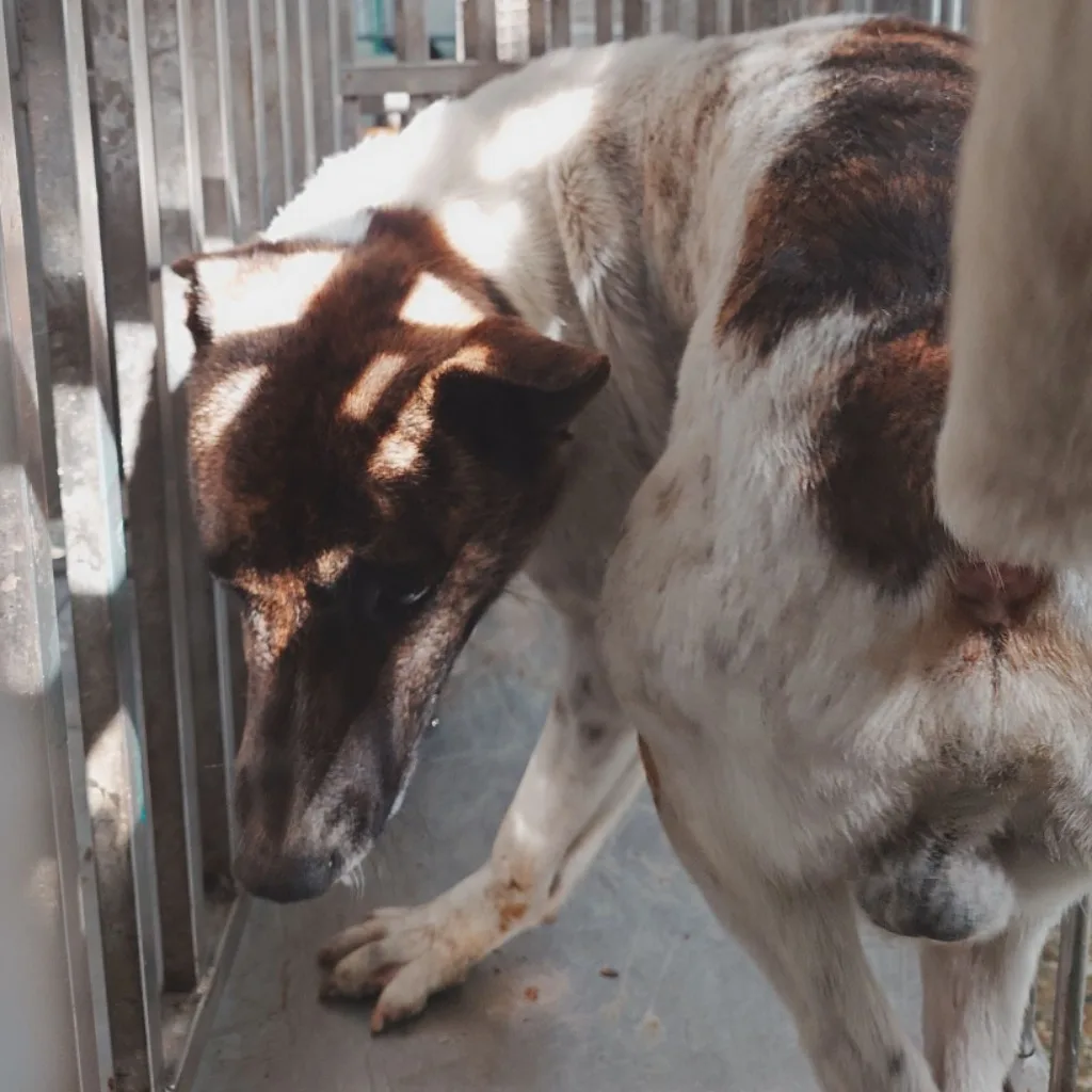 混種犬