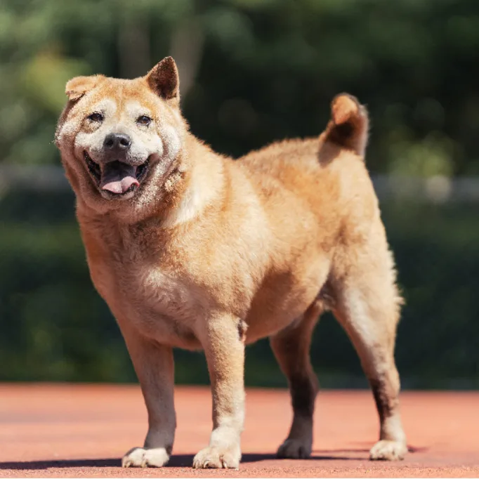 混種犬