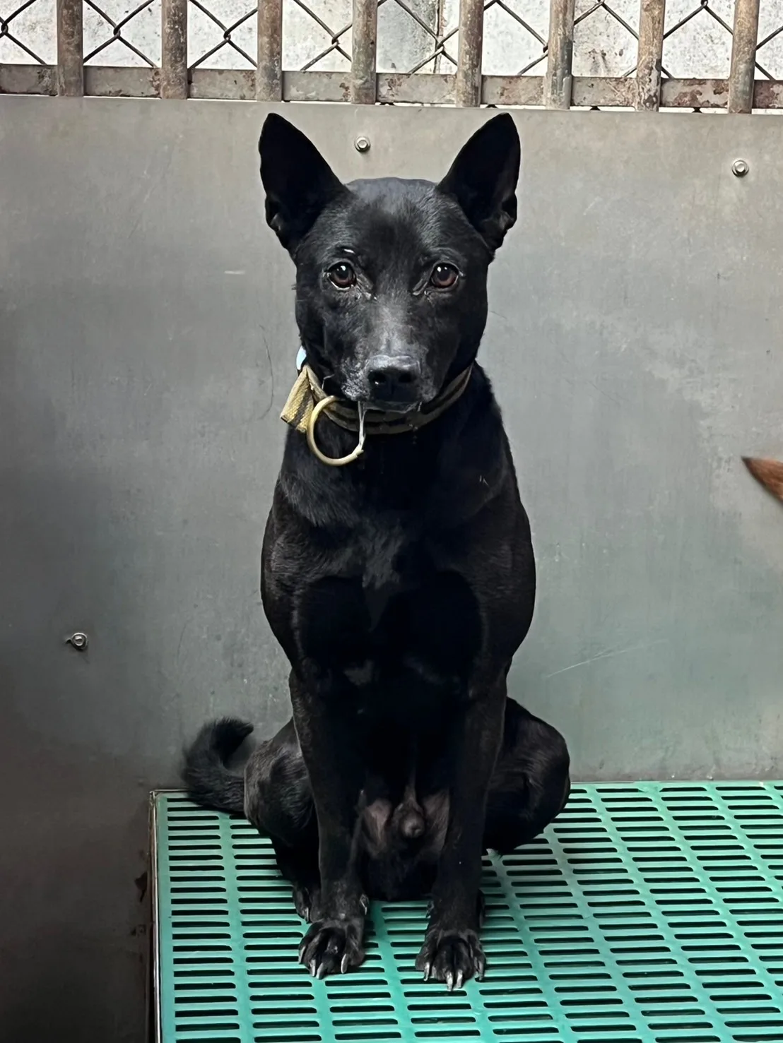 混種犬