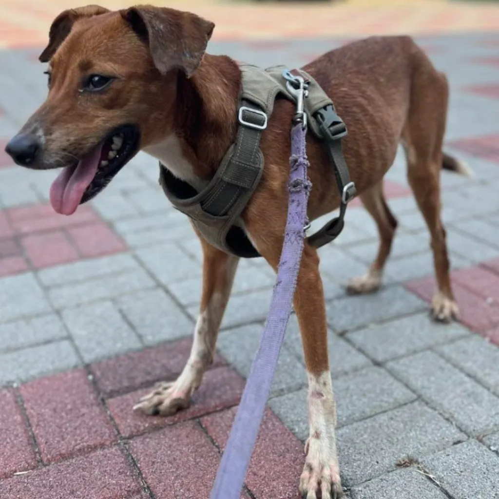 混種犬