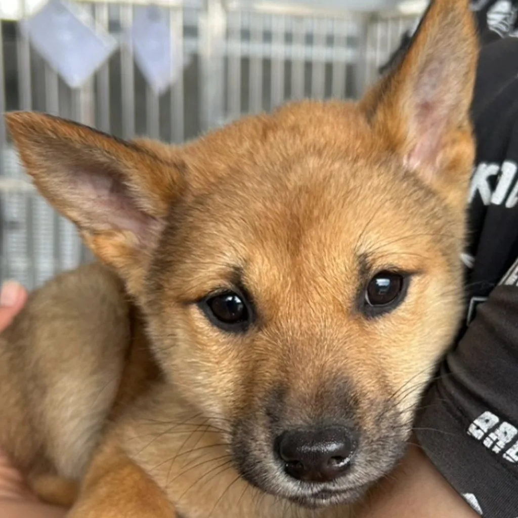 混種犬