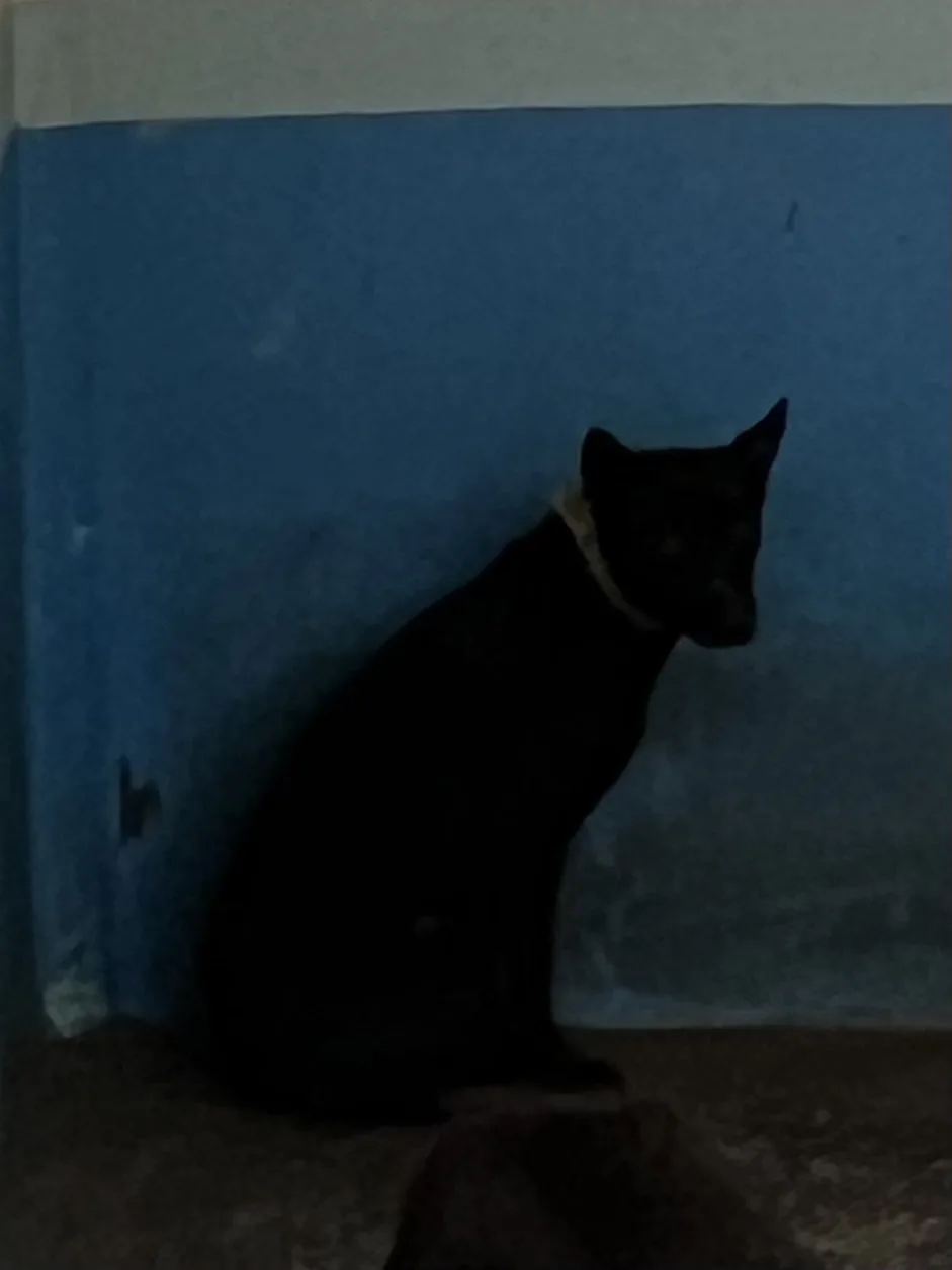 混種犬