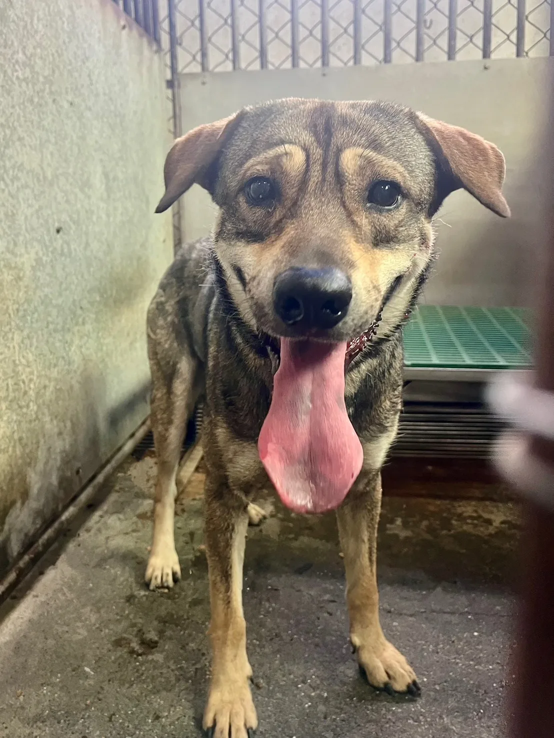 混種犬