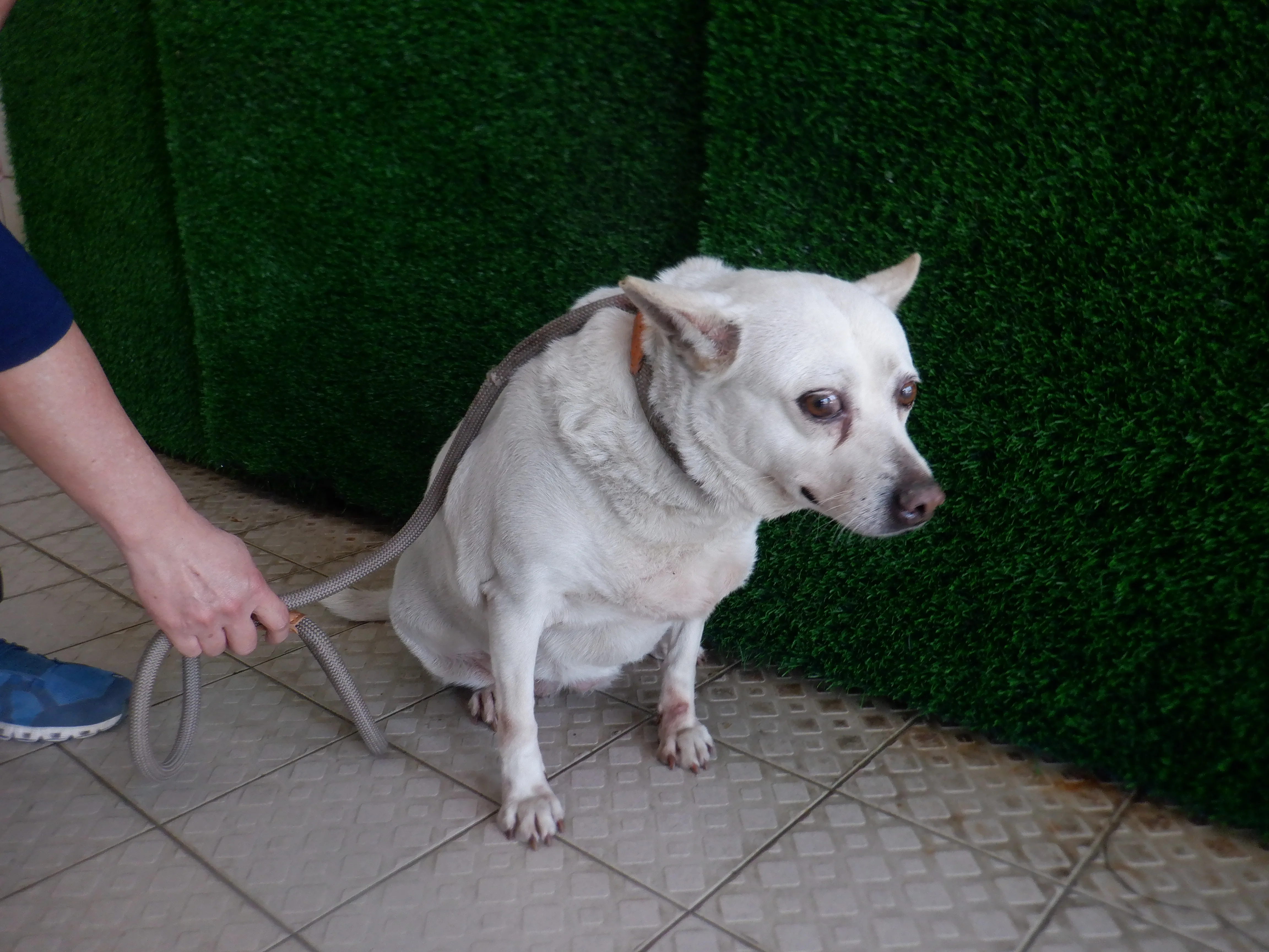 混種犬
