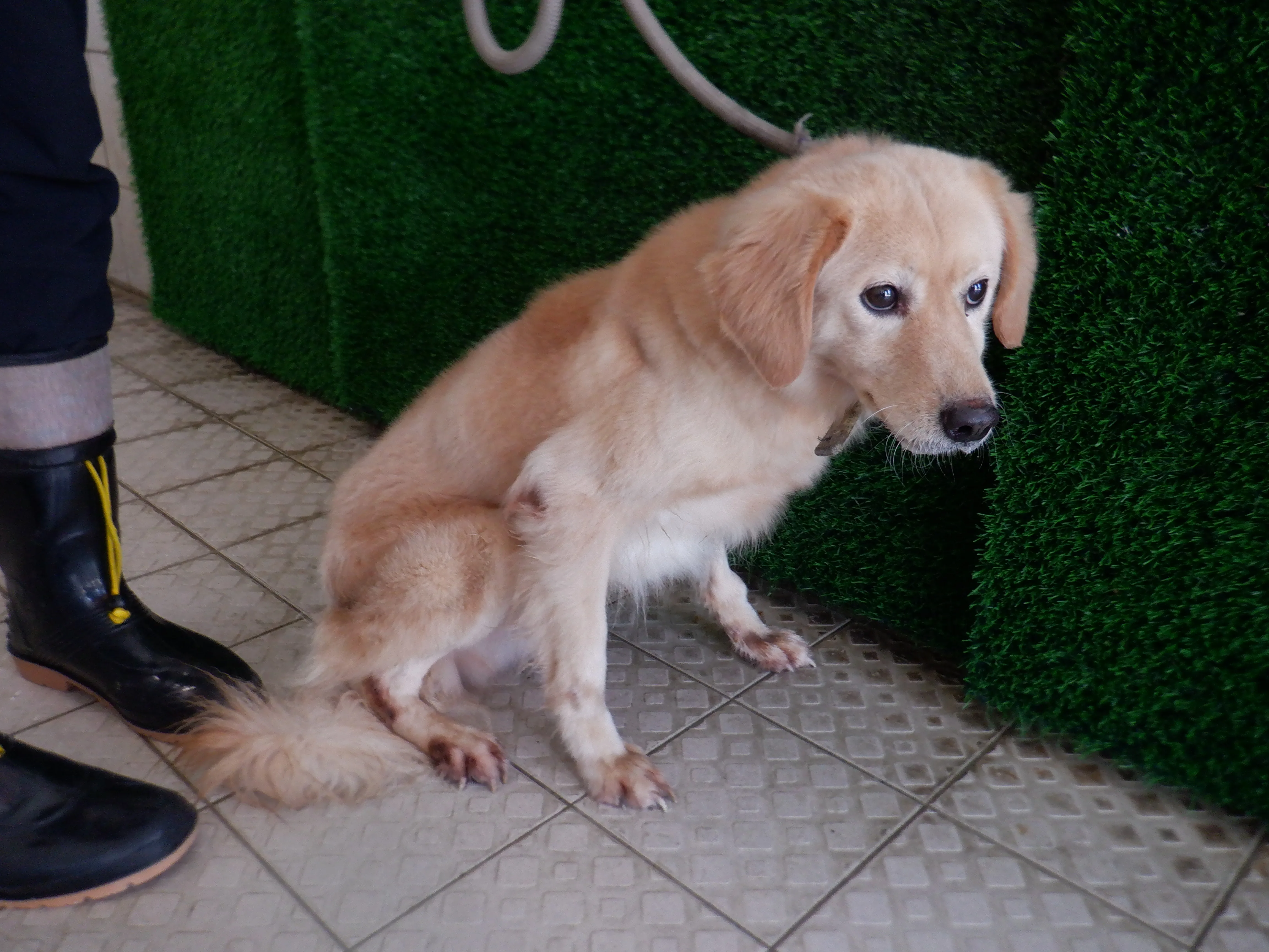 混種犬