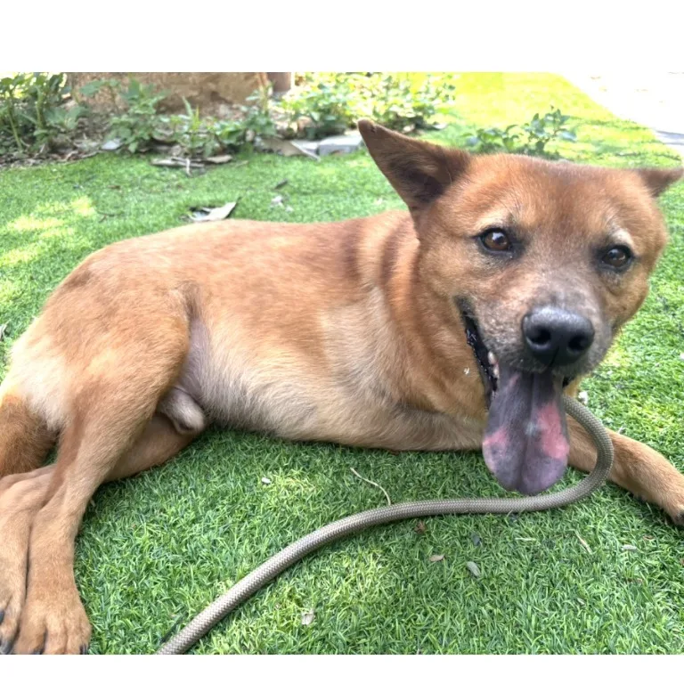 混種犬