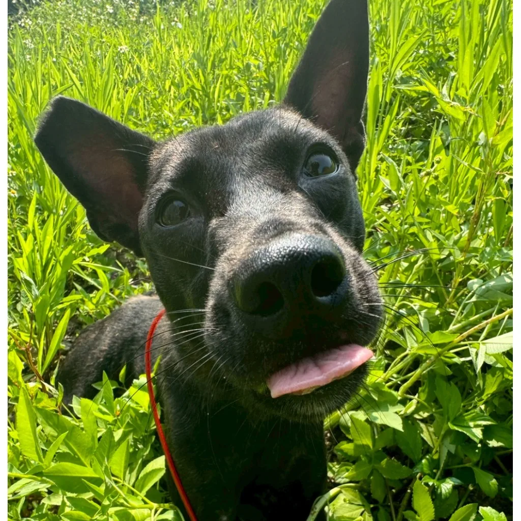 混種犬