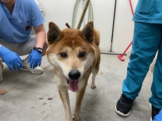 柴犬