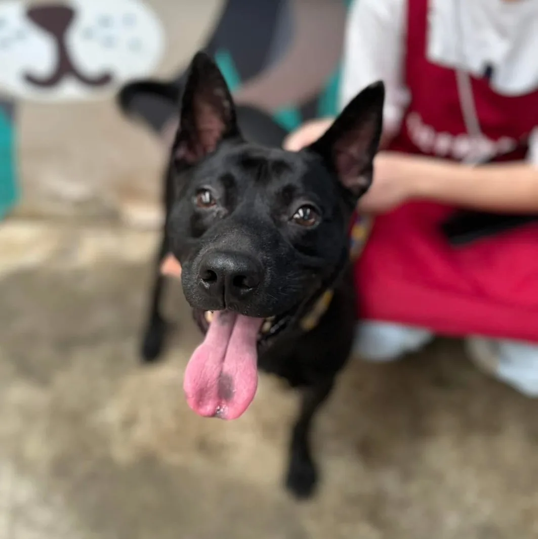 混種犬