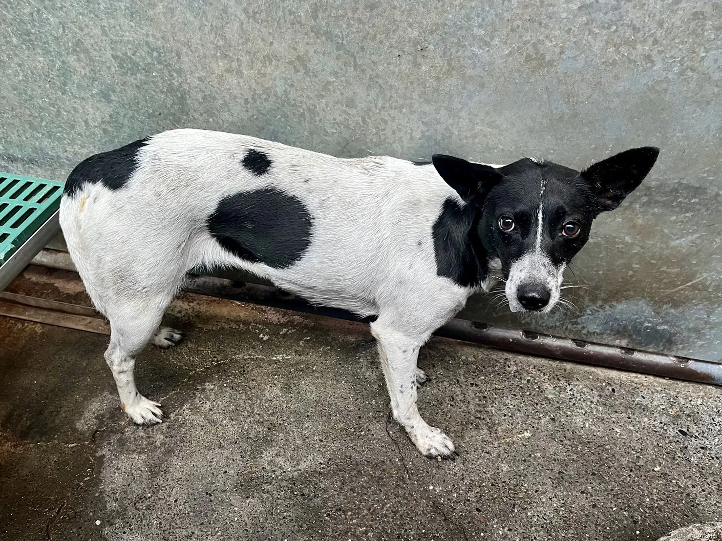 混種犬