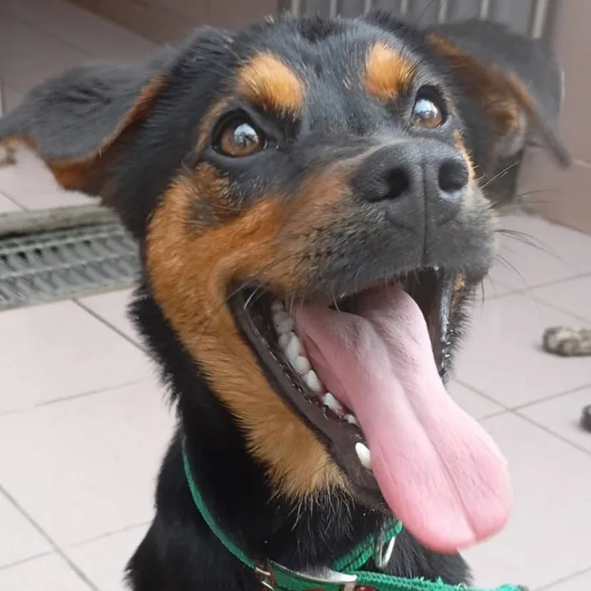混種犬