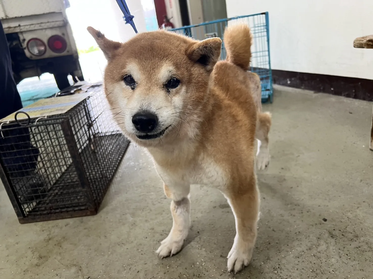 柴犬
