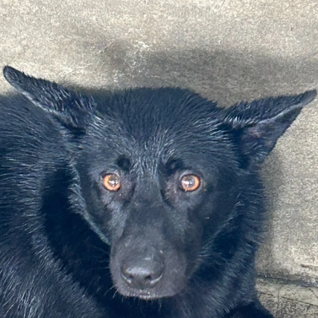 混種犬