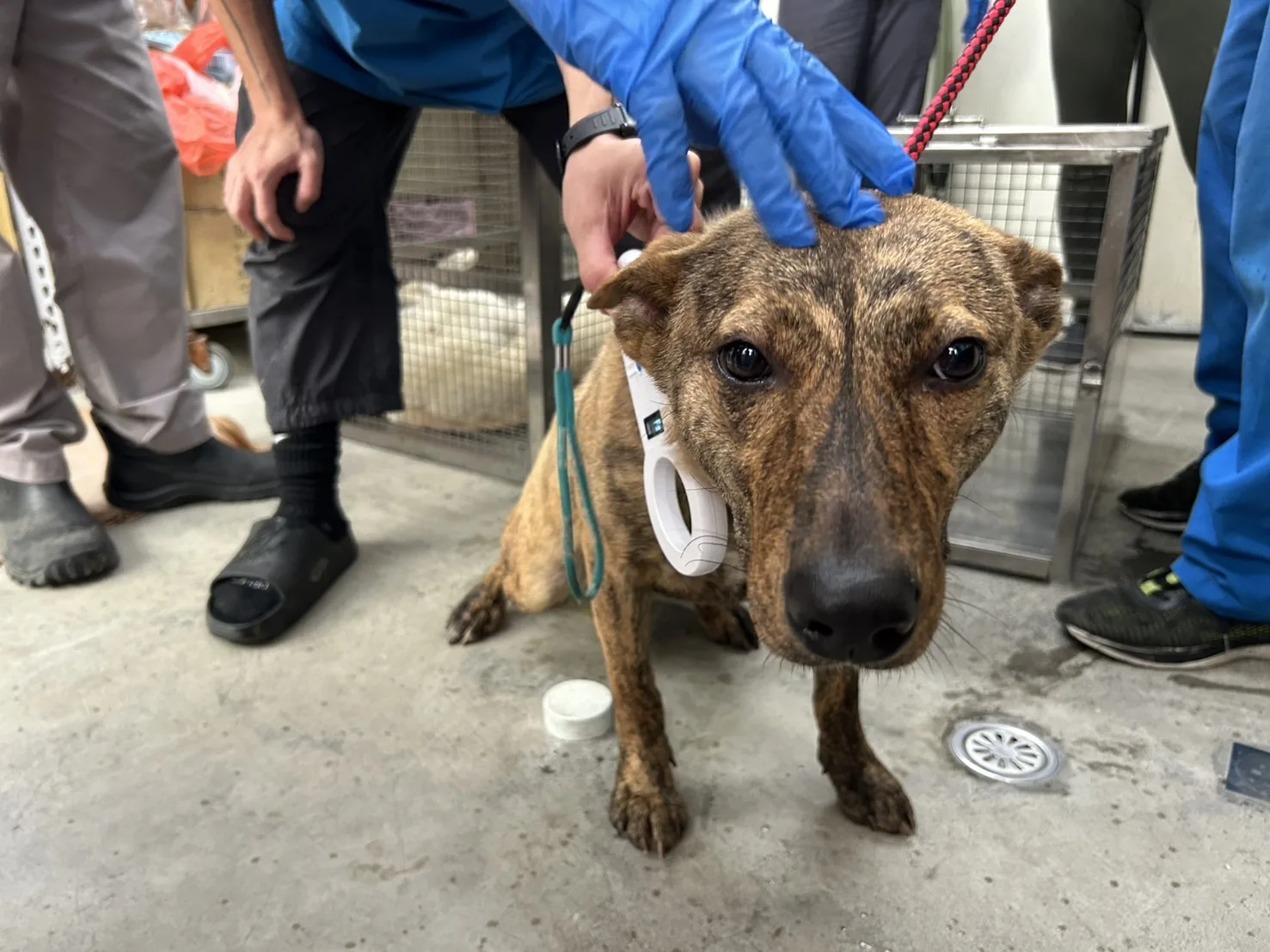 混種犬