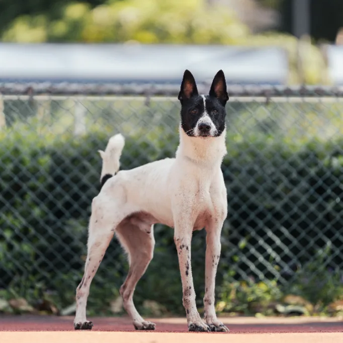 混種犬