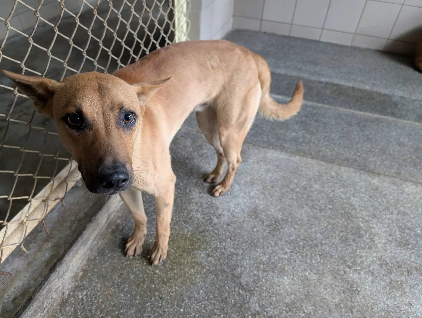 混種犬