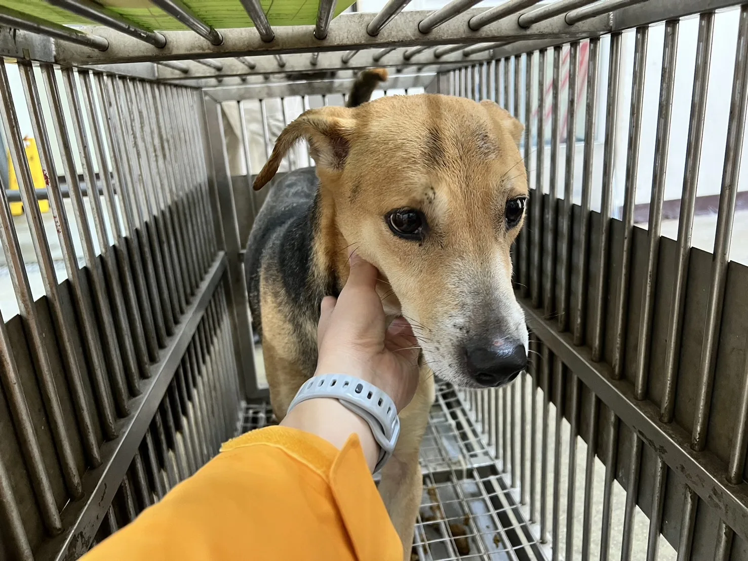 混種犬