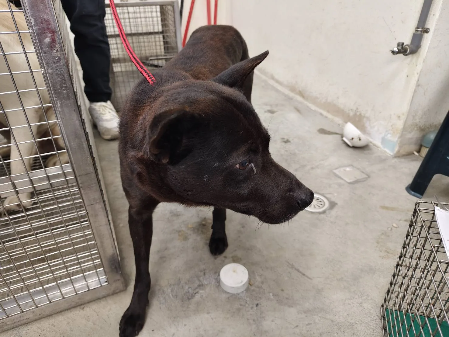混種犬