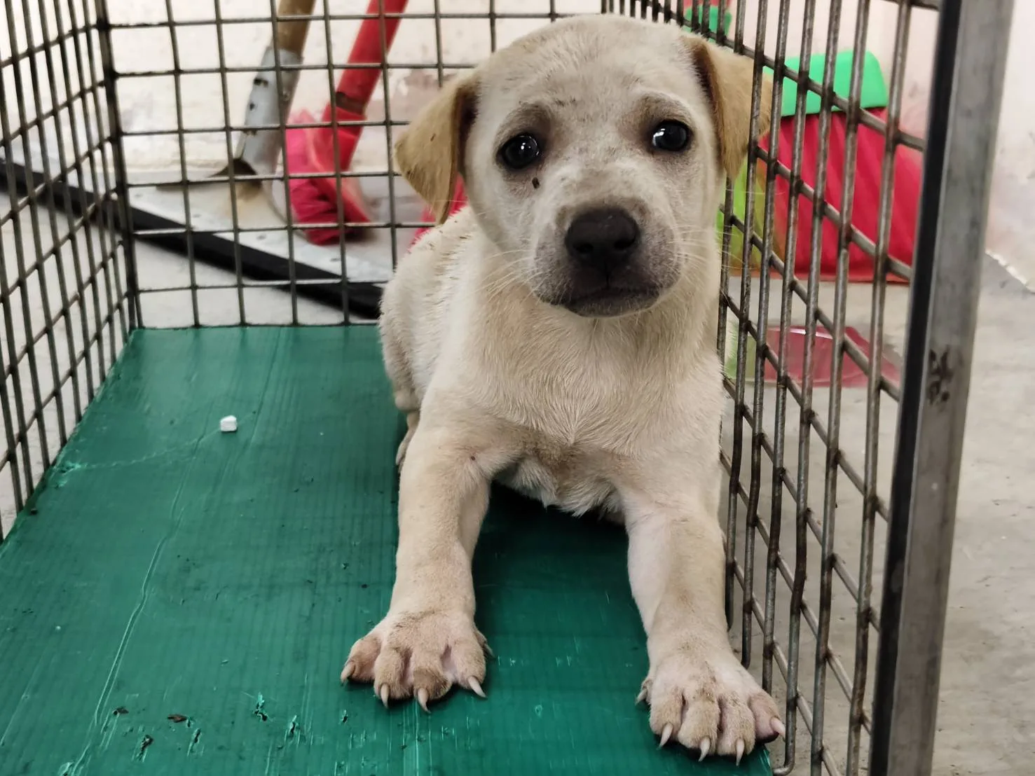 混種犬