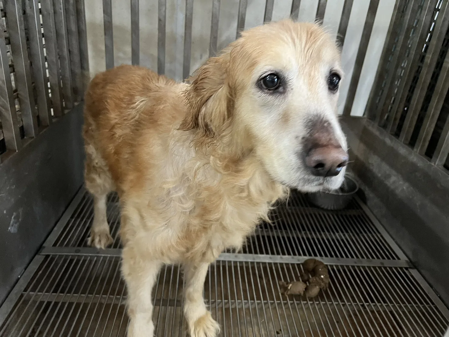 混種犬