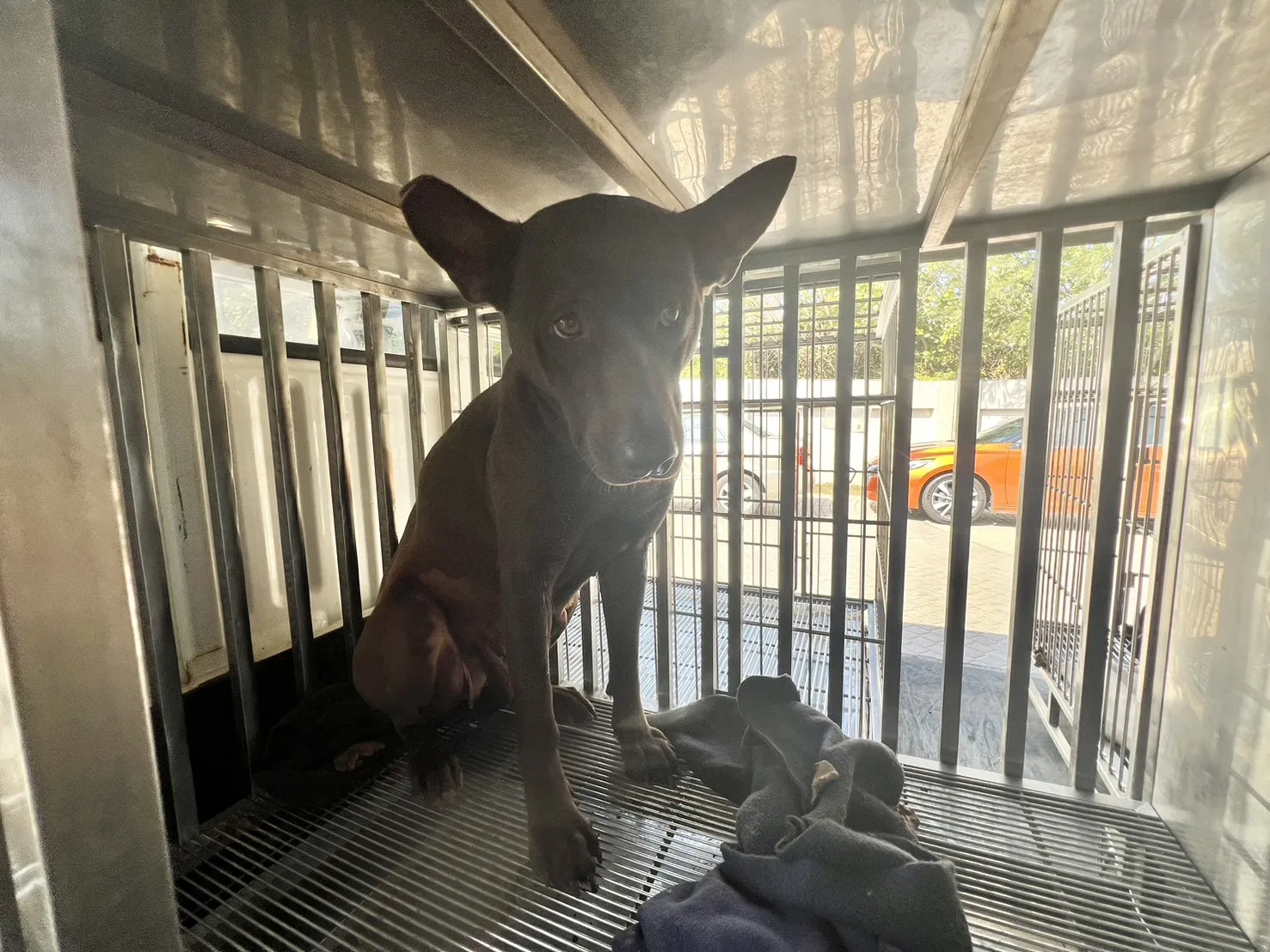 混種犬