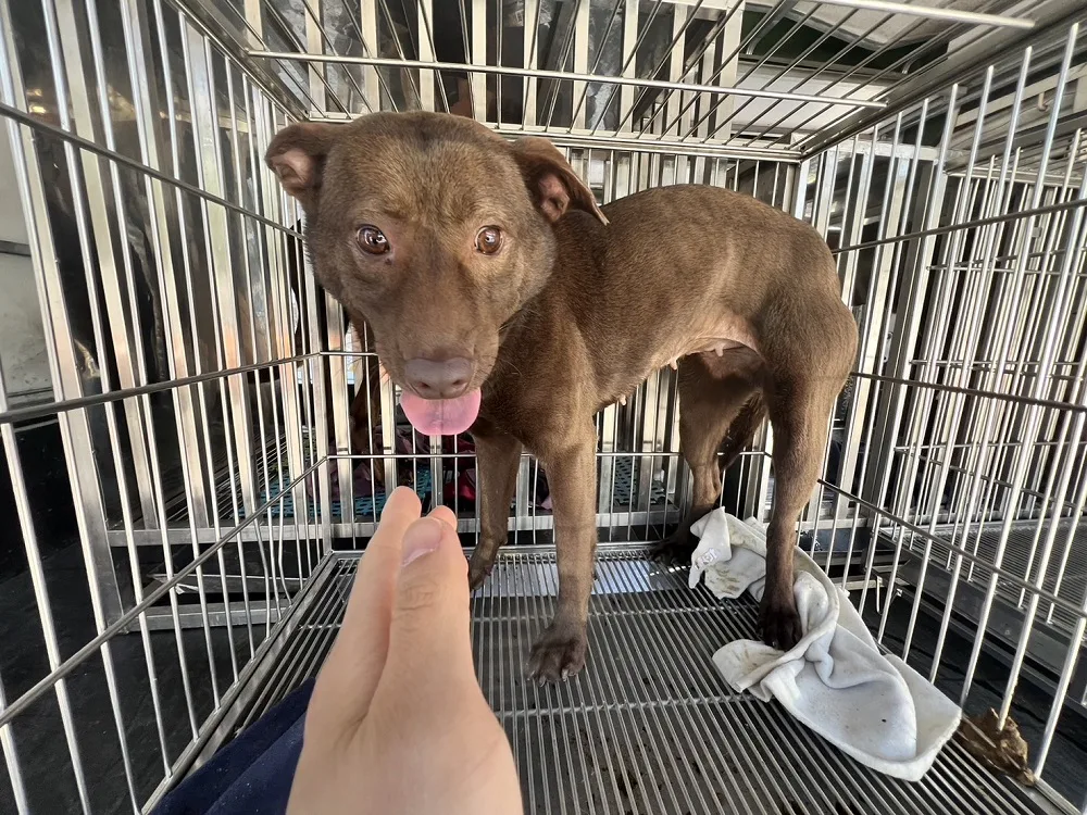 混種犬