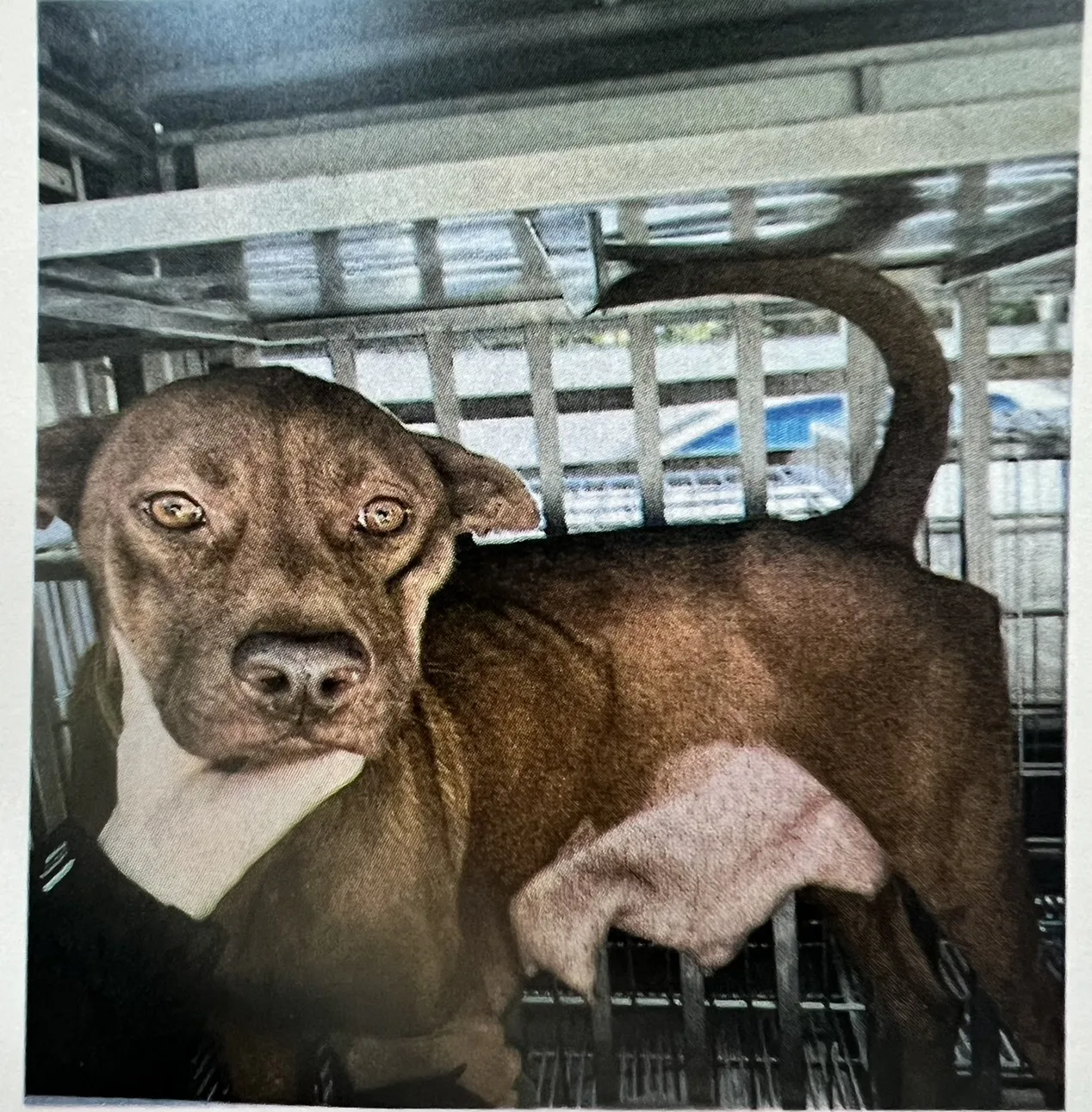 混種犬