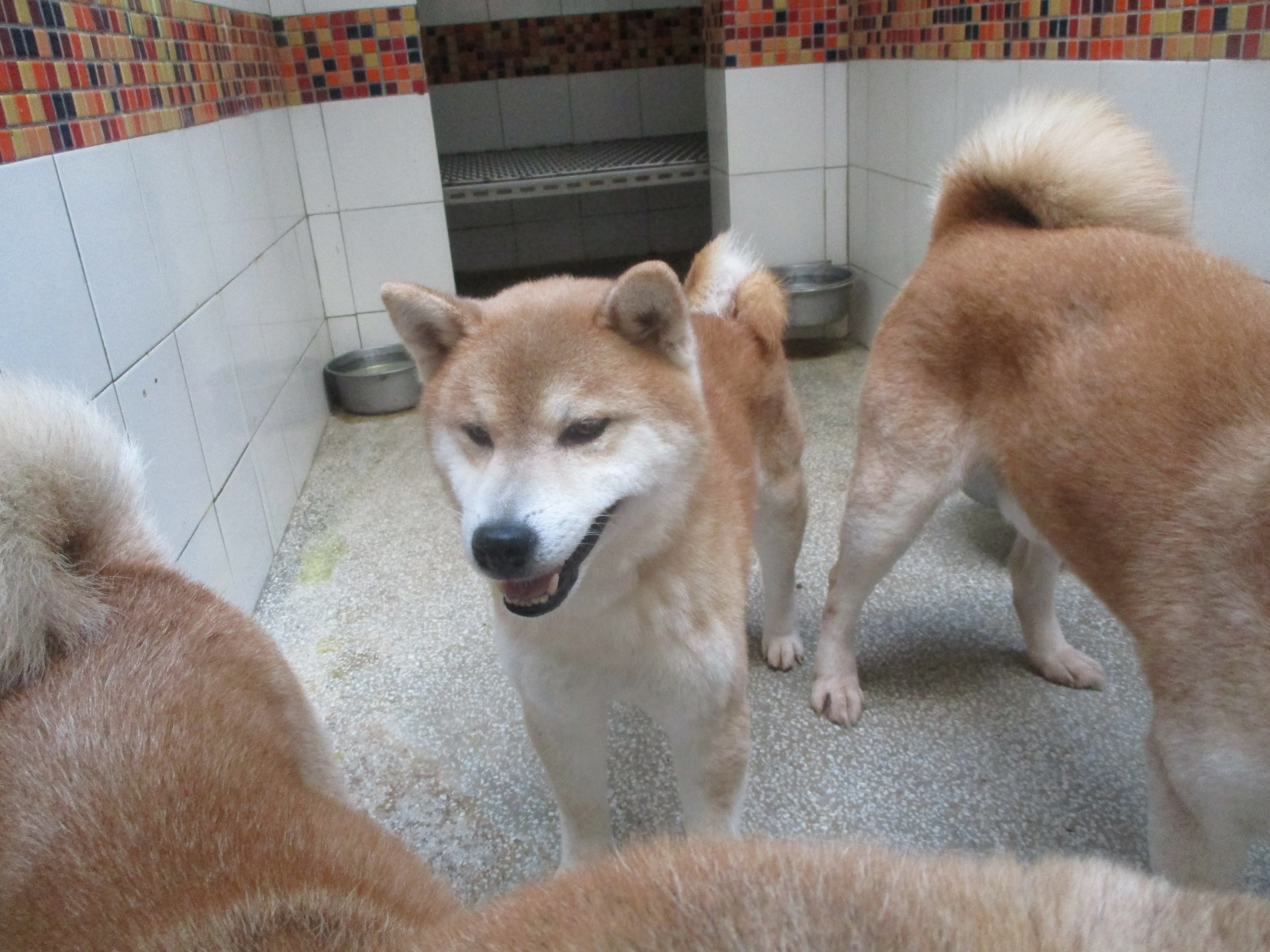 柴犬
