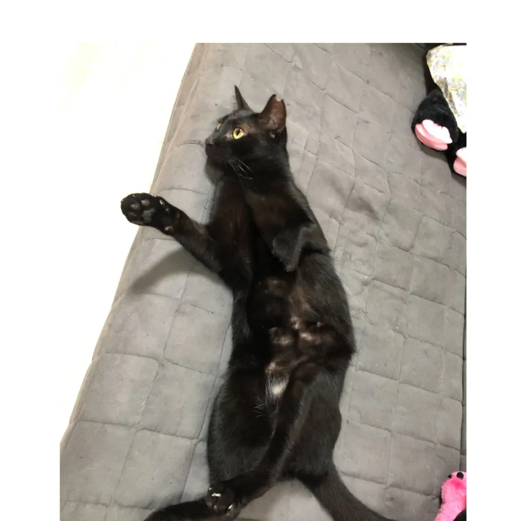 混種貓