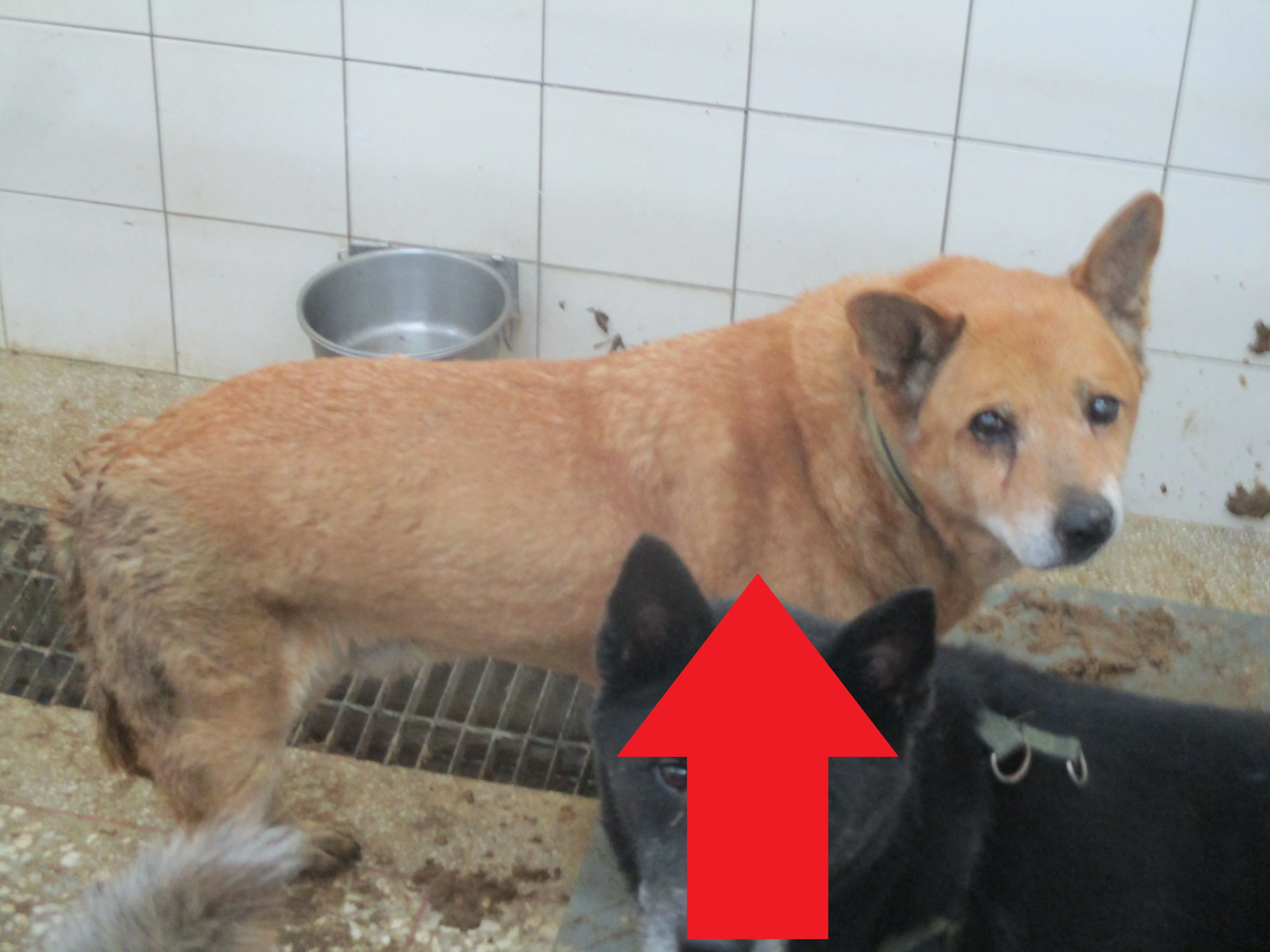 混種犬