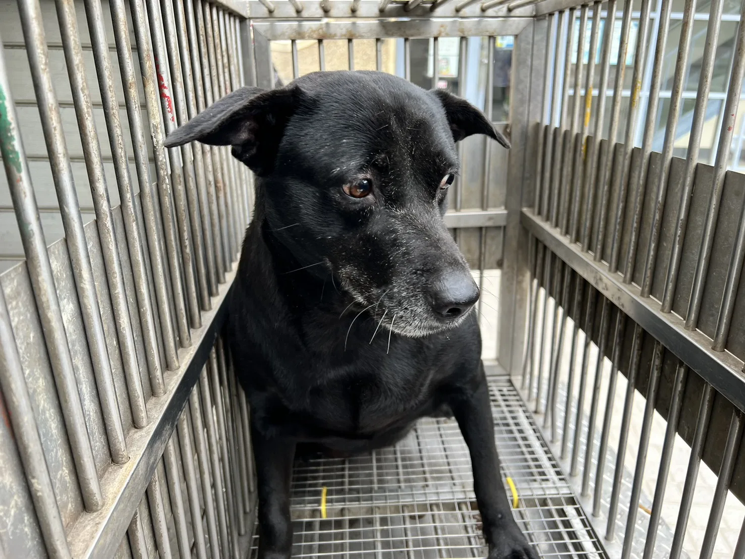 混種犬