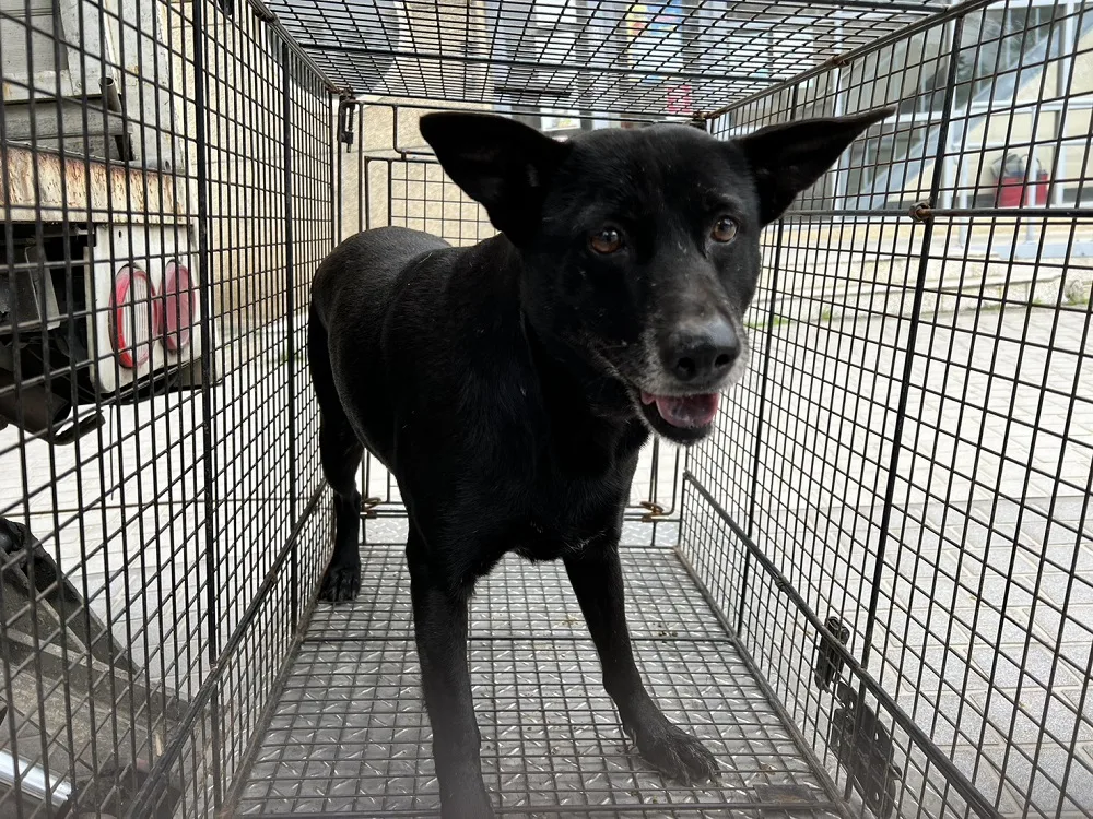 混種犬