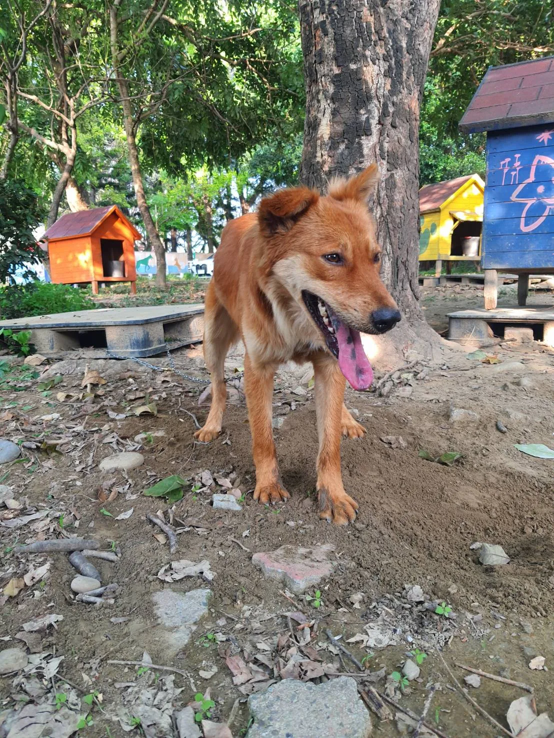 混種犬