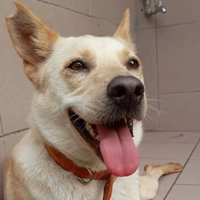 混種犬
