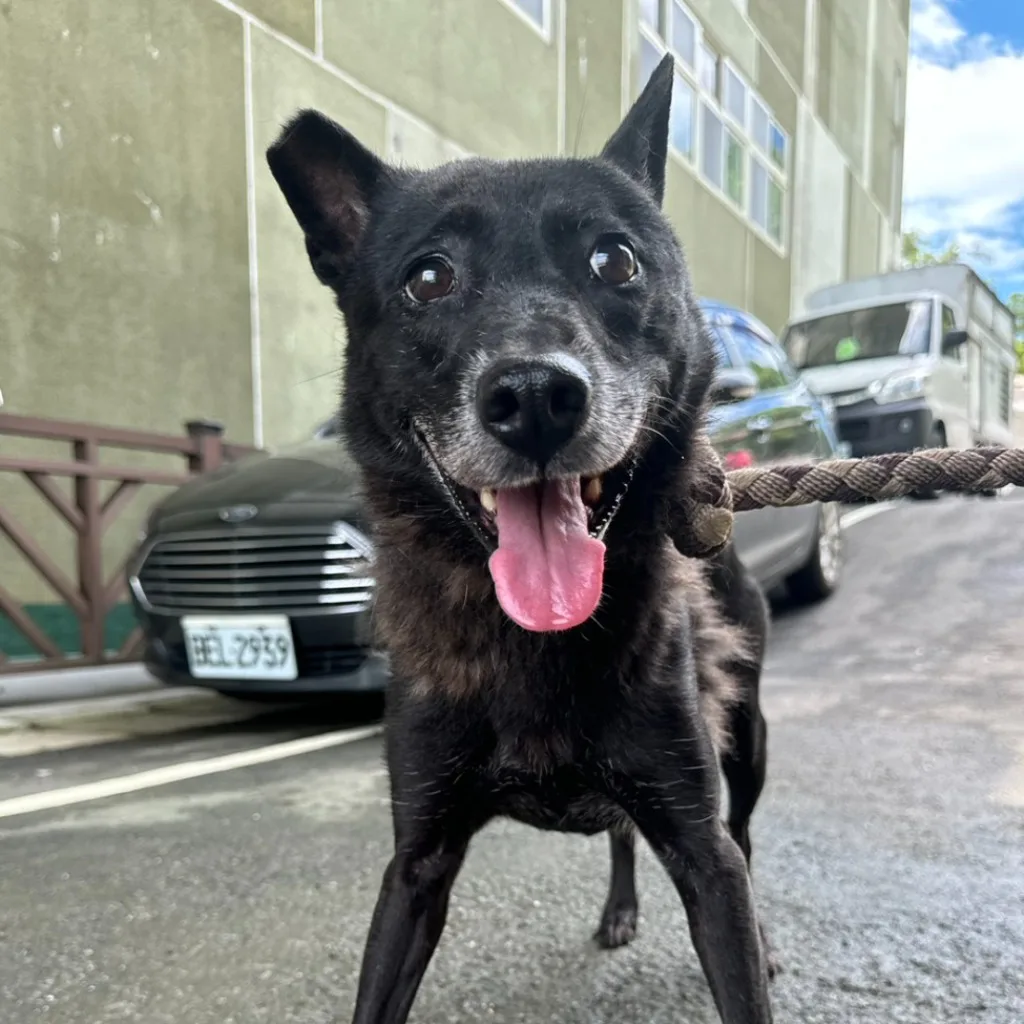 混種犬