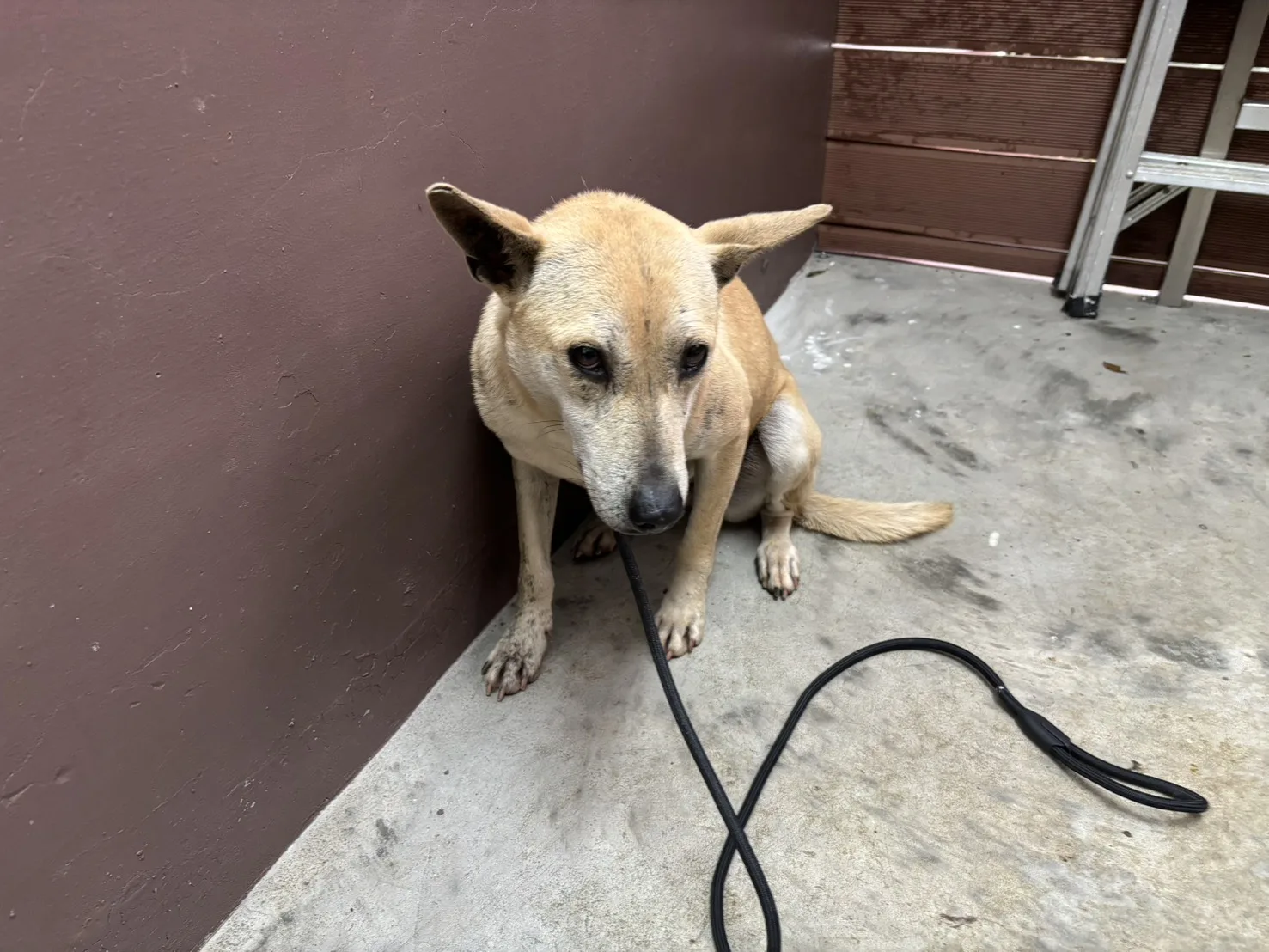 混種犬