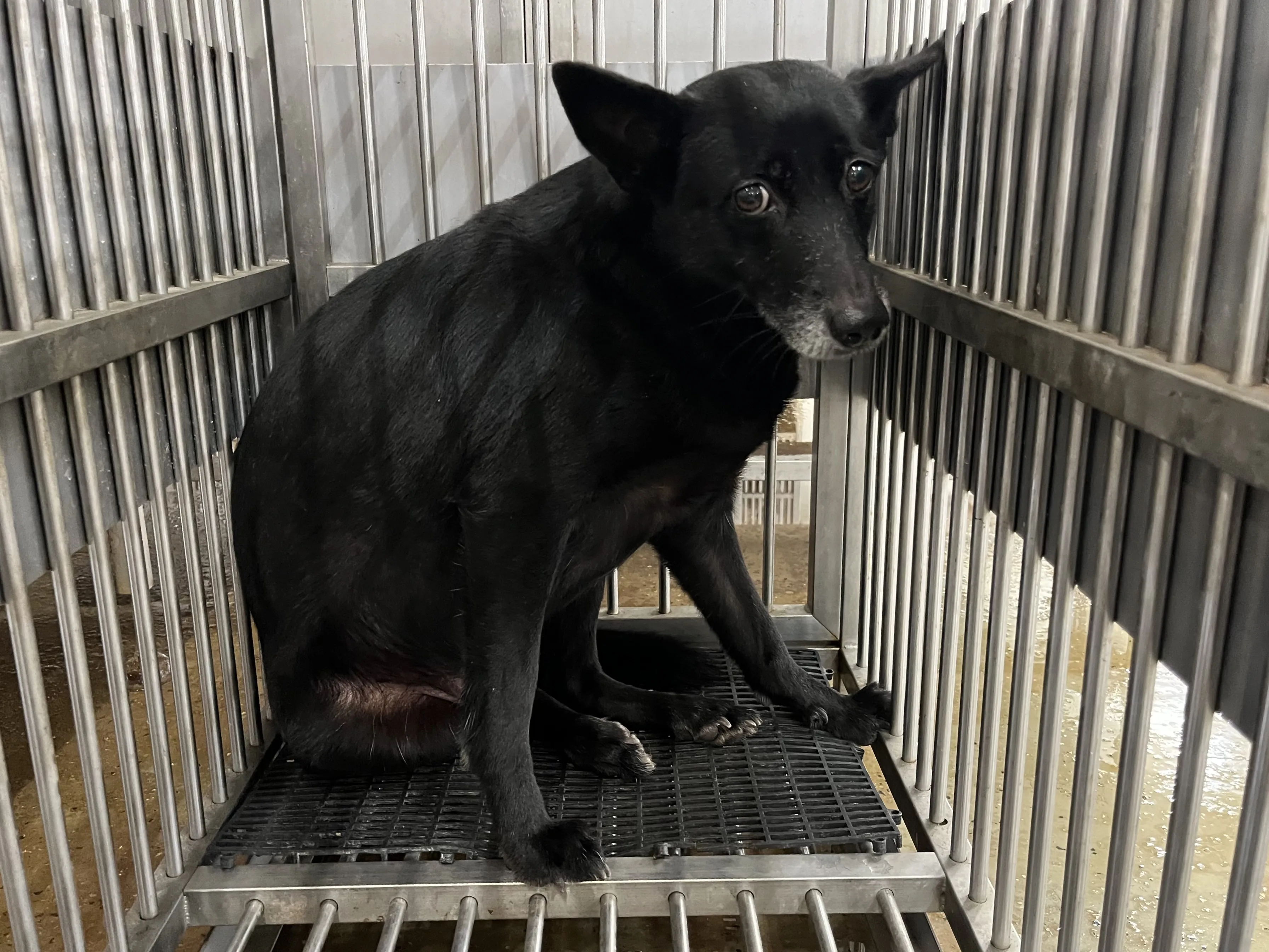 混種犬