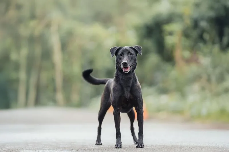 混種犬