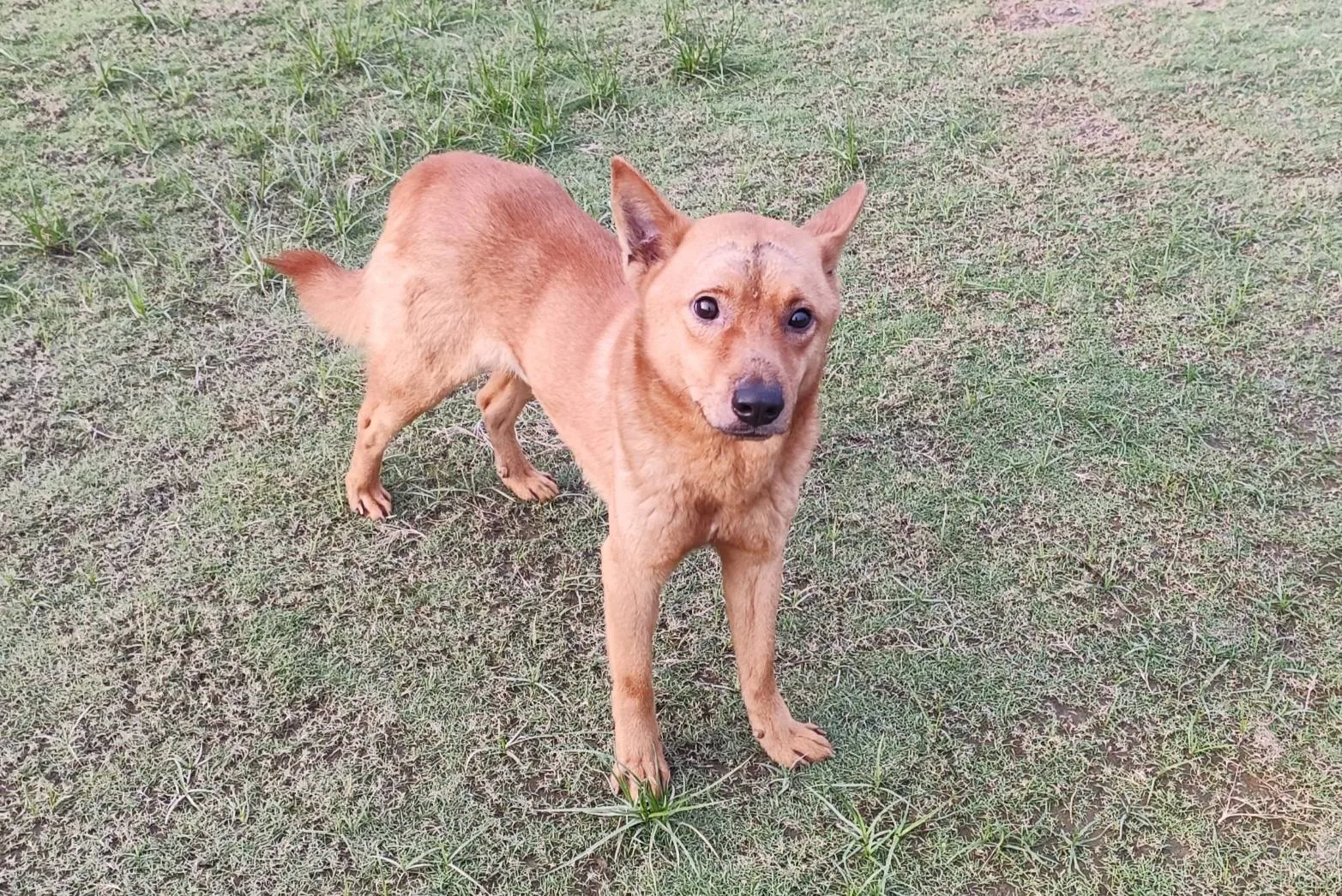 混種犬