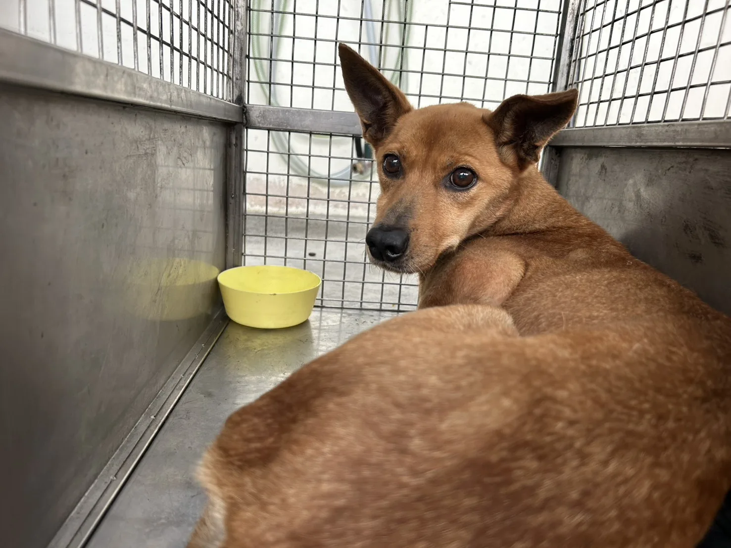 混種犬