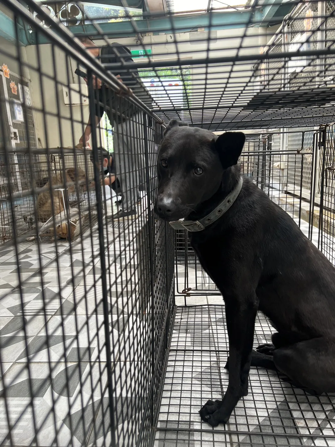 混種犬