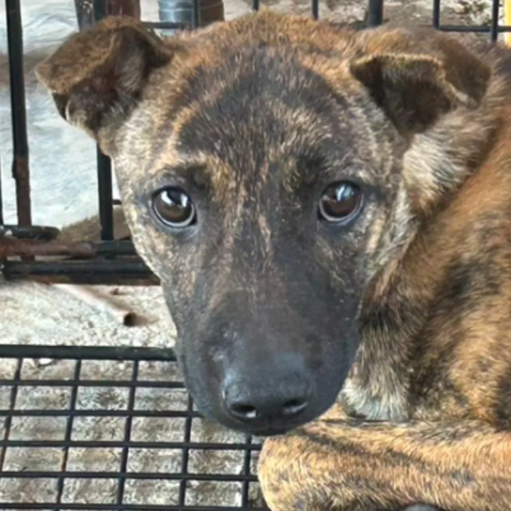 混種犬