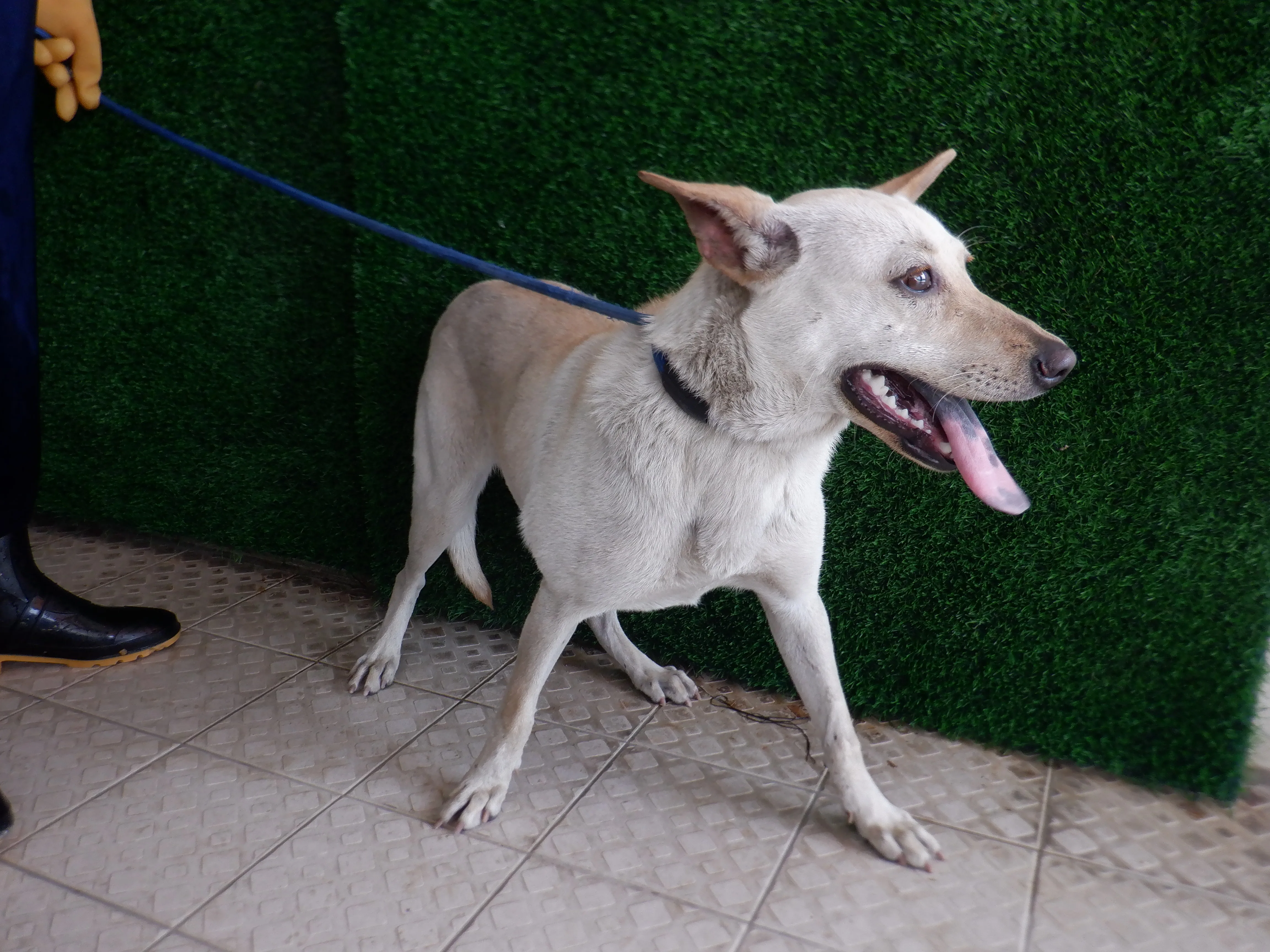 混種犬