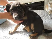 混種犬