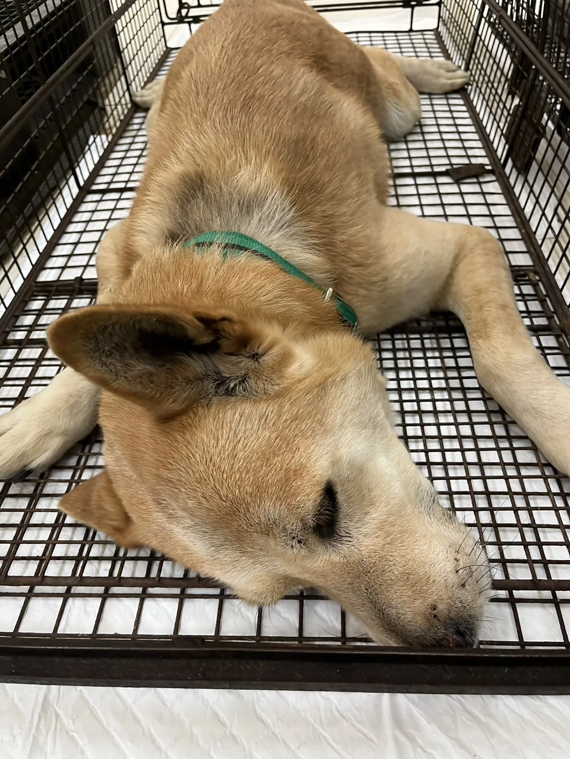 混種犬
