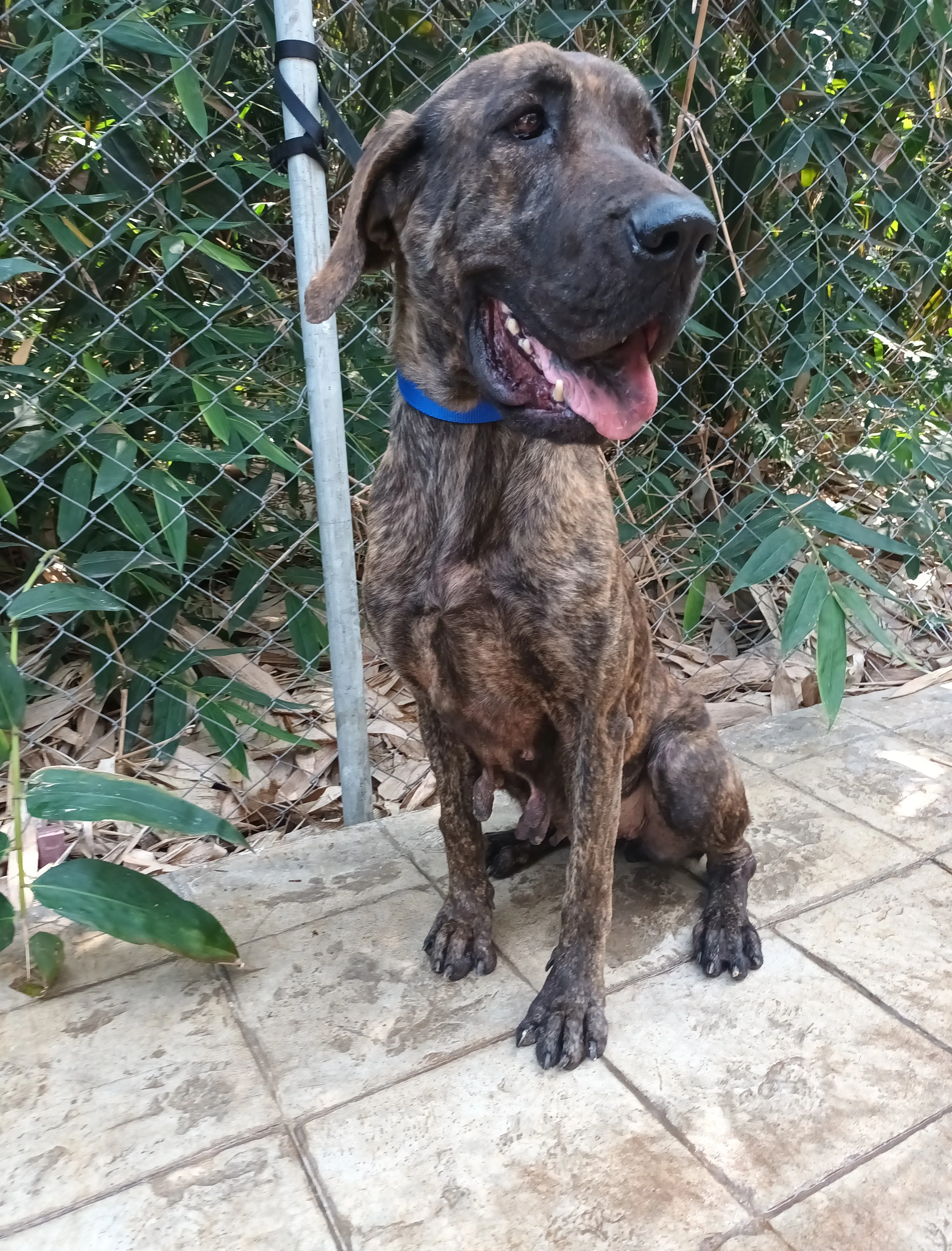 混種犬