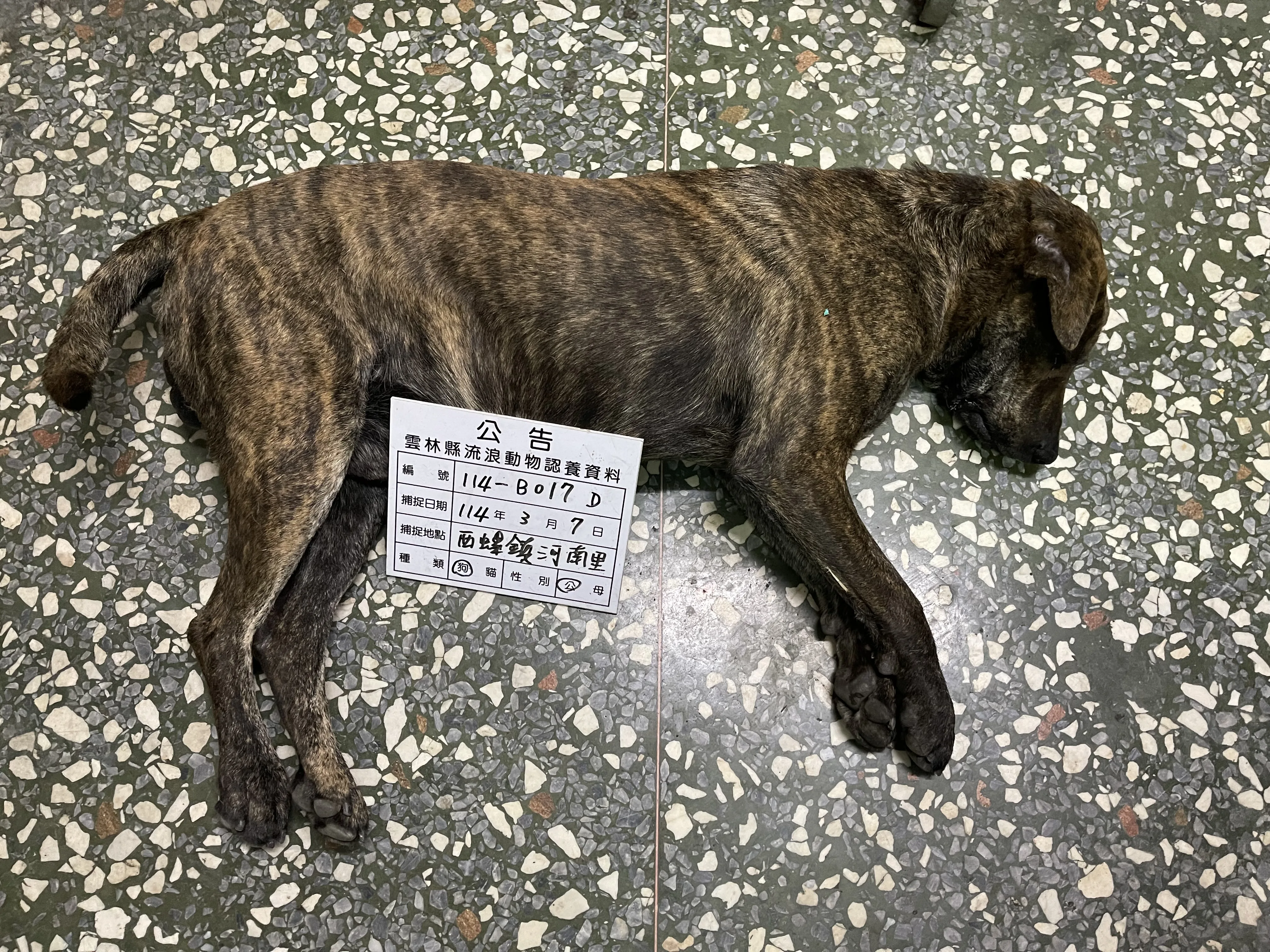 混種犬