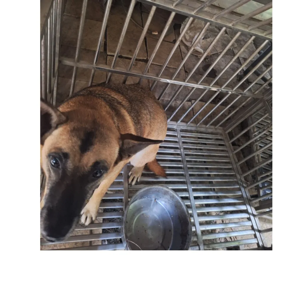 混種犬